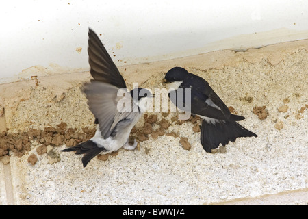 Casa Martin (Delichon urbica) Coppia adulta, nidificazione, aggiunta di fango, sotto la costruzione di gronda, Inghilterra Foto Stock