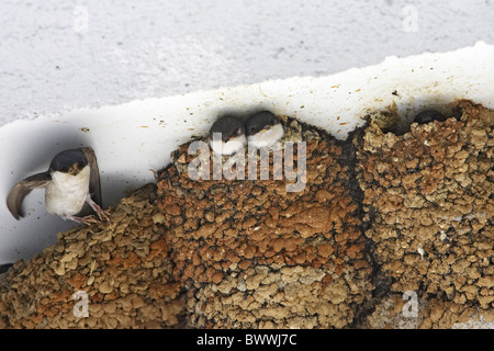 Casa Martin (Delichon urbica) adulto, lasciando il nido, pulcini nel nido, sotto la costruzione di gronda, Inghilterra Foto Stock