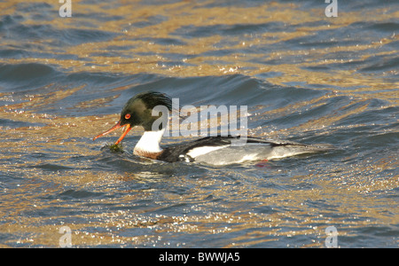 Red-breasted Merganser (Mergus serrator) drake, si nutrono di alghe filamentose alghe, Widewater, Lancing, West Sussex, in Inghilterra Foto Stock