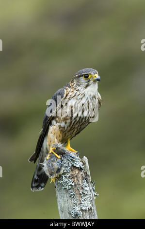 Merlin (Falco columbarius) maschio adulto, arroccato con piccolo uccello preda di Dumfries e Galloway, Scozia Foto Stock