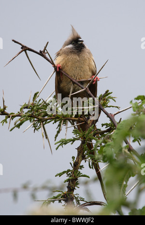 Chiazzato Mousebird (Colius striatus kikuyuensis) adulto, arroccato nella struttura ad albero, Kenya, ottobre Foto Stock