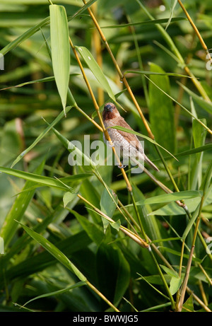 Squamosa-breasted Munia (Lonchura punctulata topela) adulto, appollaiato sul bambù, Thailandia del Nord, novembre Foto Stock