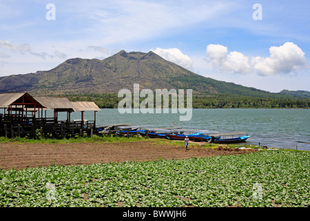Coltivazione di ortaggi sulle rive del Danau (lago) Batur, con il vulcano Gunung (Mount) Batur in background. Bali, Indonesia Foto Stock