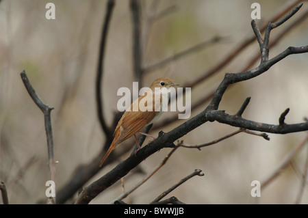 Usignolo comune (Luscinia megarhynchos) adulto, appollaiato sul ramo bruciato, Lesbo, Grecia, aprile Foto Stock