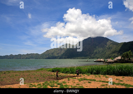 Coltivazione di ortaggi sulle rive del Danau (lago) Batur, con il vulcano Gunung (Mount) Abang in background. Bali, Indonesia Foto Stock