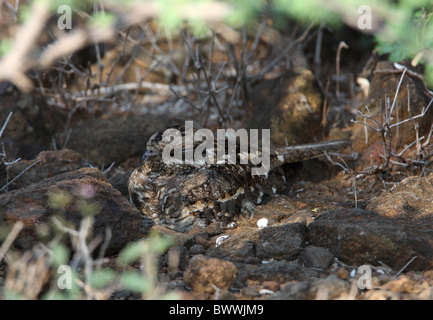 Snello-tailed Nightjar (Caprimulgus clarus apatelius) adulto, sono ' appollaiati sulla terra sotto bush, Lake Baringo, Great Rift Valley, Kenya, novembre Foto Stock
