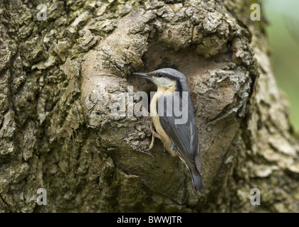 Picchio muratore europeo (Sitta europaea) adulti, presso nesthole nel tronco di albero, Loch Arthur, Dumfries and Galloway, Scozia, può Foto Stock