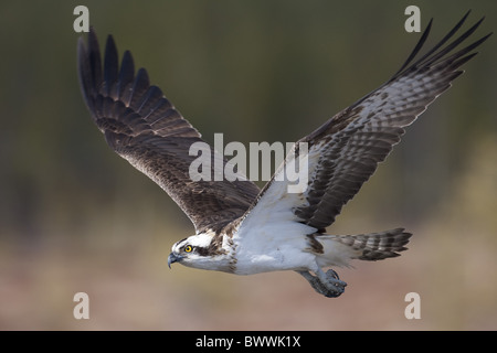 Falco pescatore (Pandion haliaetus) adulto, in volo, Pelsonsuo, Oulu, Finlandia Foto Stock