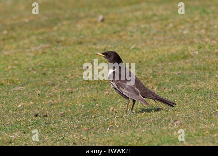 Ring Ouzel (Turdus torquatus) prima estate maschio, in piedi su erba corta, Norfolk, Inghilterra, aprile Foto Stock