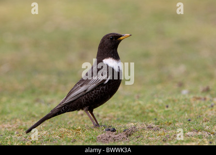 Ring Ouzel (Turdus torquatus) maschio adulto, in piedi sul tappeto erboso breve, Norfolk, Inghilterra, aprile Foto Stock