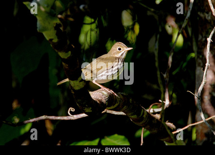 Ovenbird (Seiurus aurocapillus) adulto, appollaiato sul ramo di bassa, Marshall penna, Giamaica, novembre Foto Stock