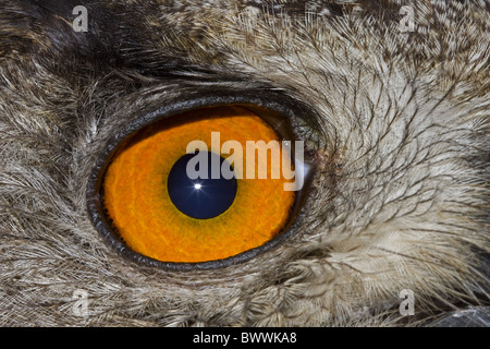 Gufo reale (Bubo bubo) adulto, close-up di occhio, Spagna Foto Stock