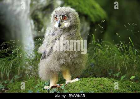 Gufo reale (Bubo bubo) giovani, in piedi sul muschio, Germania Foto Stock