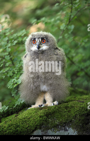 Gufo reale (Bubo bubo) giovani, in piedi sul muschio coperto rock, Germania Foto Stock