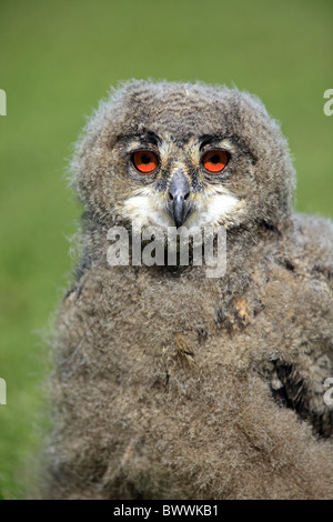 Gufo reale (Bubo bubo) giovani, close-up di testa, Germania Foto Stock