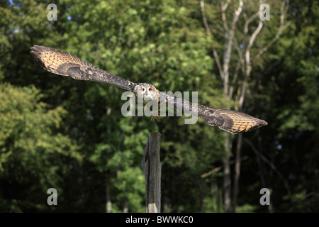 Gufo reale (Bubo bubo) adulto, in volo, tenendo fuori dal moncone, Germania Foto Stock