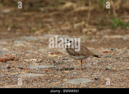 A lungo fatturati Plover (Charadrius placidus) adulto, permanente sulla ghiaia, nei pressi di Pechino, Cina, può Foto Stock