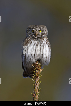 Pigmeo eurasiatico-civetta (Glaucidium passerinum) adulto, arroccato sulla cima di conifera albero, Finlandia, aprile Foto Stock