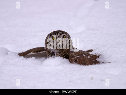 Pigmeo eurasiatico-civetta (Glaucidium passerinum) adulto, la caccia e la cattura di preda nella neve soffice, Finlandia, febbraio Foto Stock