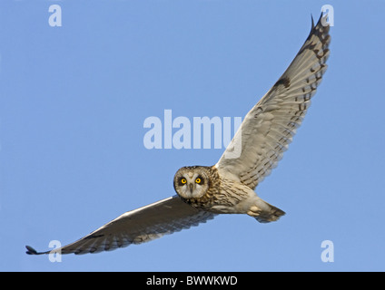 Corto-eared gufo comune (asio flammeus) adulto, in volo, Finlandia, possono Foto Stock