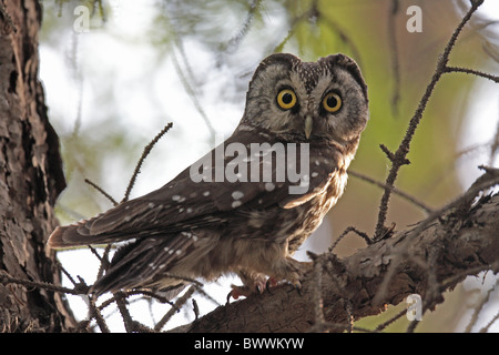 Civetta capogrosso (Aegolius funereus beickianus) adulto, appollaiato sul ramo, Lianhuashan, provincia di Gansu, Cina Foto Stock