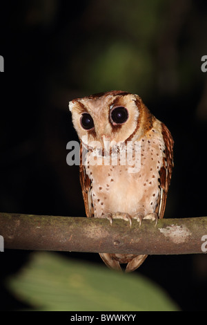 Oriental Bay Il Gufo (Phodilus badius) adulto, appollaiato sul ramo nella foresta di notte, fiume Kinabatangan, Sabah Borneo, Malaysia, marzo Foto Stock