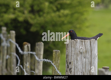 Eurasian Oystercatcher (Haematopus ostralegus) adulto, seduta sul nido con uova, sulla porta vecchia post, Lancashire, Inghilterra, può Foto Stock