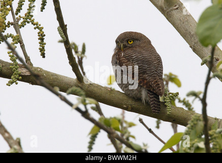 Jungle Owlet (Glaucidium radiatum radiatum) adulto, arroccato nella struttura ad albero, Chitwan N.P., Nepal, gennaio Foto Stock