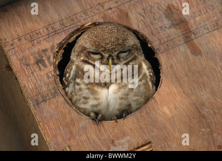 Spotted Owlet (Athene brama indica) adulto, seduta a nestbox ingresso, Koshi Tappu, Nepal, febbraio Foto Stock