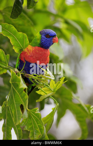 Rainbow Lorikeet (Trichoglossus haematodus) adulto, arroccato nella struttura ad albero, Australia Foto Stock