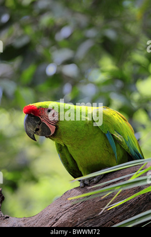 Macaw militare (Ara militaris) adulto, appollaiato sul ramo, Roatan, Honduras Foto Stock