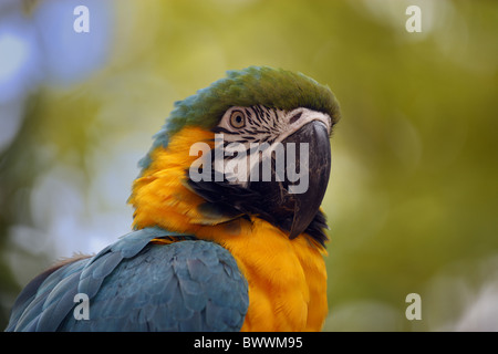 Blu-giallo Macaw (Ara ararauna) adulto, close-up di testa, captive Foto Stock