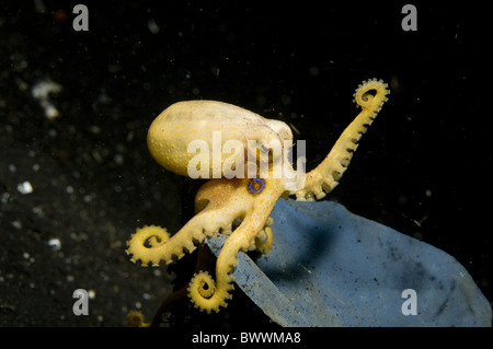 Il veleno Ocellate Octopus mototi TK3 sito di immersione Lembeh sabbia nera Marine Subacquea Immersioni Mare Sulawesi Indonesia animali animali Foto Stock