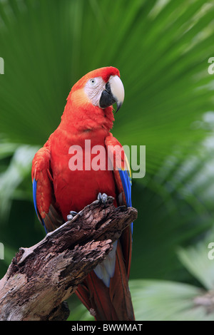 Scarlet Macaw (Ara macao) adulto, appollaiato sul ramo, Roatan, Honduras Foto Stock