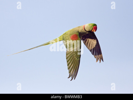 Parrocchetto alessandrino (Psittacula eupatria) adulto, in volo, Himachal Pradesh, India, gennaio Foto Stock