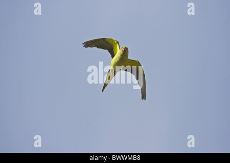 Rose-inanellati parrocchetto (Psittacula krameri) adulto, specie introdotte, in volo, Gran Canaria Isole Canarie Foto Stock