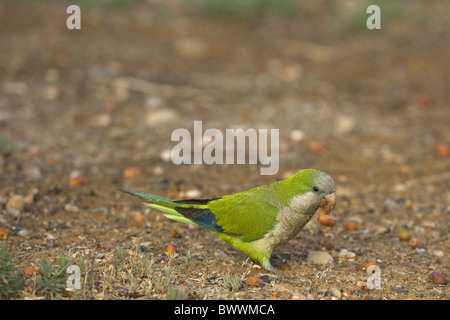 Monaco parrocchetto (Myiositta monachus) adulto, specie introdotte, avanzamento sul terreno, Gran Canaria Isole Canarie Foto Stock