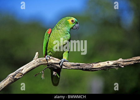 Blu-fronteggiata Amazon Parrot (Amazon aestiva) adulto, appollaiato sul ramo, Pantanal, Mato Grosso, Brasile Foto Stock