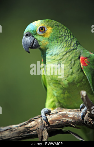 Blu-fronteggiata Amazon Parrot (Amazon aestiva) adulto, close-up, appollaiato sul ramo, Pantanal, Mato Grosso, Brasile Foto Stock