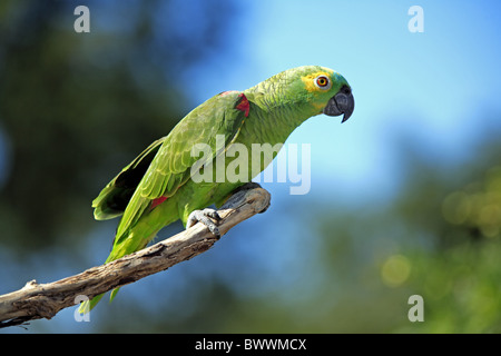 Blu-fronteggiata Amazon Parrot (Amazon aestiva) adulto, appollaiato sul ramo, Pantanal, Mato Grosso, Brasile Foto Stock
