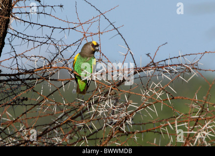 Meyer, Parrot (Poicephalus meyeri saturatus) adulto, arroccato in dead thorn tree, Lake Baringo, Great Rift Valley, Kenya, novembre Foto Stock