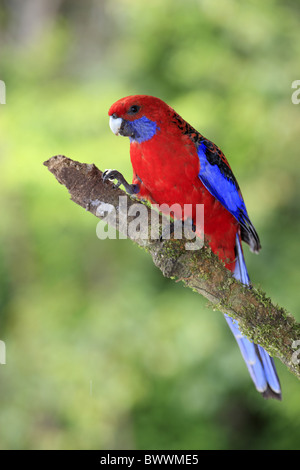 Crimson Rosella (Platycercus elegans) adulto, appollaiato sul ramo, Lamington N.P., Queensland, Australia Foto Stock