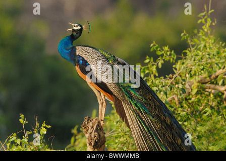 Peafowl indiano (Pavo cristatus) maschio adulto, chiamando all'alba, Yala West N.P., Sri Lanka, febbraio Foto Stock