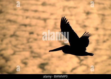 Pellicano marrone (Pelecanus occidentalis), adulto in volo, stagliano al tramonto, Florida, U.S.A. Foto Stock