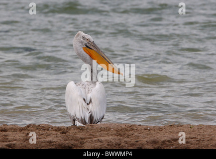 Pellicano dalmata (Pelecanus crispus) adulto, in piedi sul sandbar nel lago, Provincia di Almaty, Kazakhstan, può Foto Stock