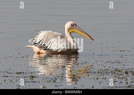 Great White Pelican (Pelacanus onocrotalus) adulto, allevamento del piumaggio, nuoto, Lago Awassa, Great Rift Valley, Etiopia, aprile Foto Stock