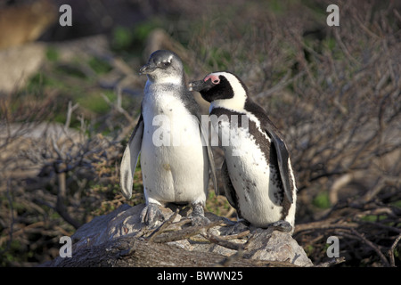 Jackass Penguin (Spheniscus demersus) preening adulti bambini, Boulders Beach, Città di Simon, Western Cape, Sud Africa Foto Stock