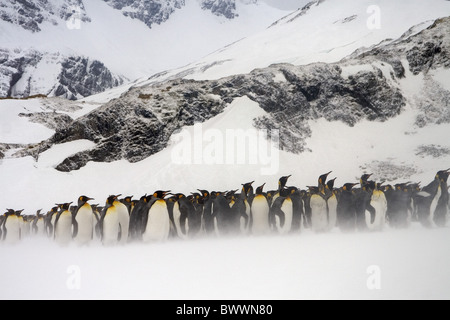 Pinguino reale (Aptenodytes patagonicus) adulti, gruppo in coperta di neve habitat, a destra della Baia della Balena, Georgia del Sud Foto Stock