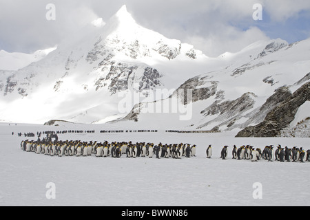 Pinguino reale (Aptenodytes patagonicus) adulti, gruppo in coperta di neve habitat, a destra della Baia della Balena, Georgia del Sud Foto Stock
