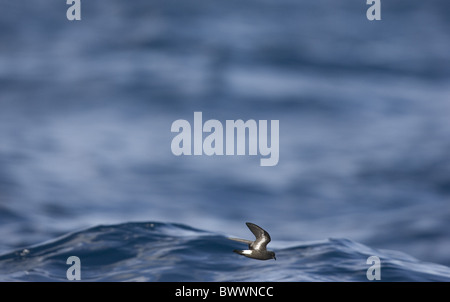 Tempesta europea-petrel (Hydrobates pelagicus) adulto, in volo sopra il livello del mare Foto Stock